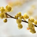 Литцея кубеба